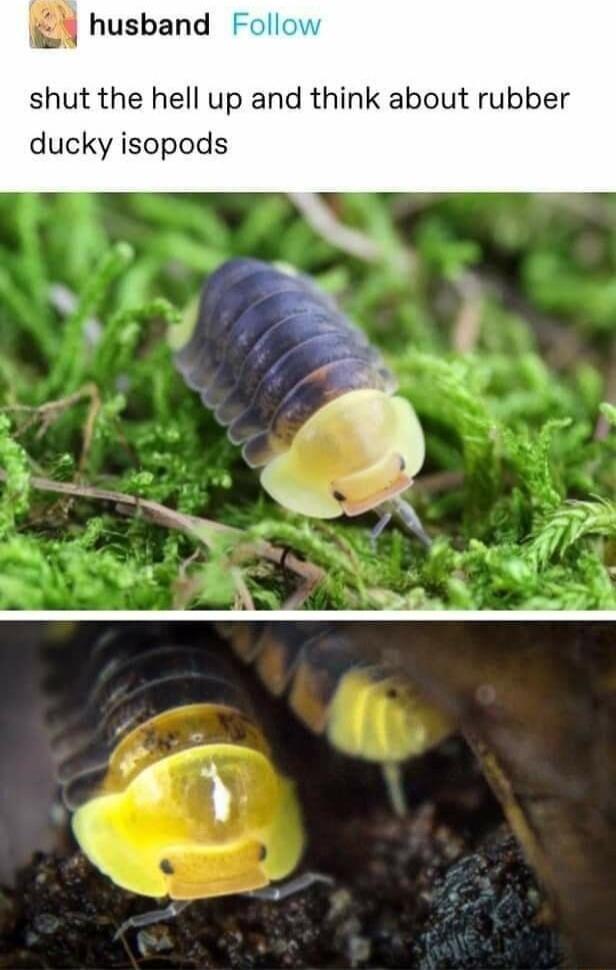 shut the hell up and think about rubber ducky isopods