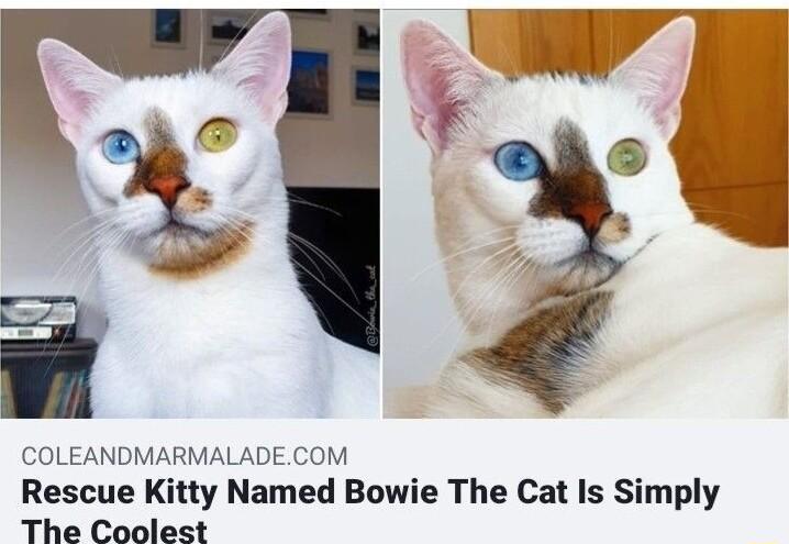 COLEANDMARMALADECOM Rescue Kitty Named Bowie The Cat Is Simply The Coolest