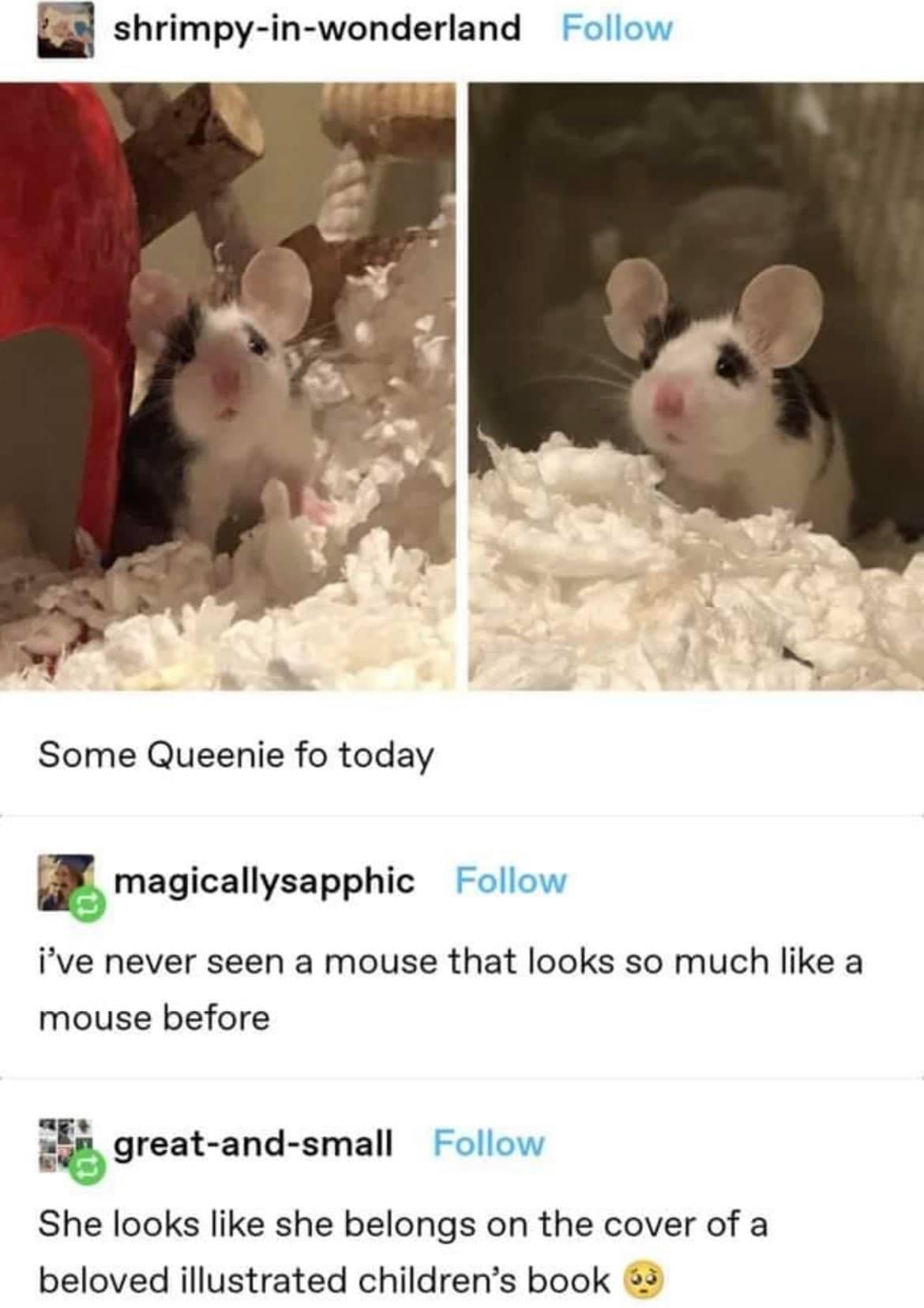 shrimpy in wonderland Follow Some Queenie fo today magicallysapphic Follow ive never seen a mouse that looks so much like a mouse before Egreat and small Follow She looks like she belongs on the cover of a beloved illustrated childrens book 3