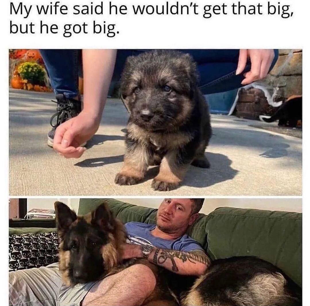 My wife said he wouldnt get that big but he got big