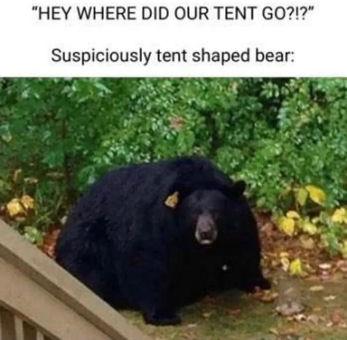 HEY WHERE DID OUR TENT GO Suspiciously tent shaped bear