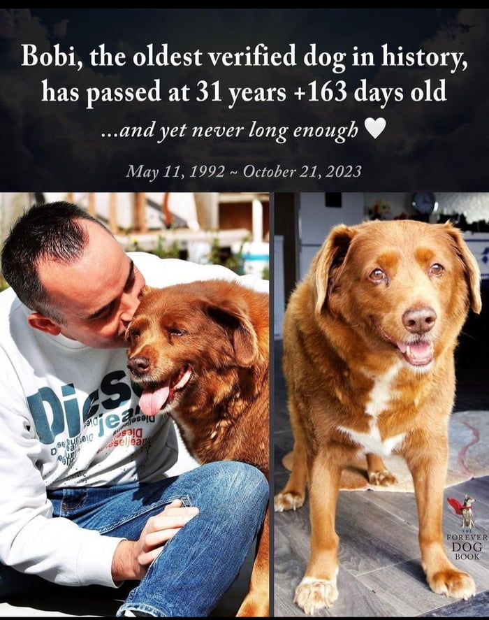 Bobi the oldest verified dog in history has passed at 31 years 163 days old and yet never long enough May 11 1992 October 21 2023