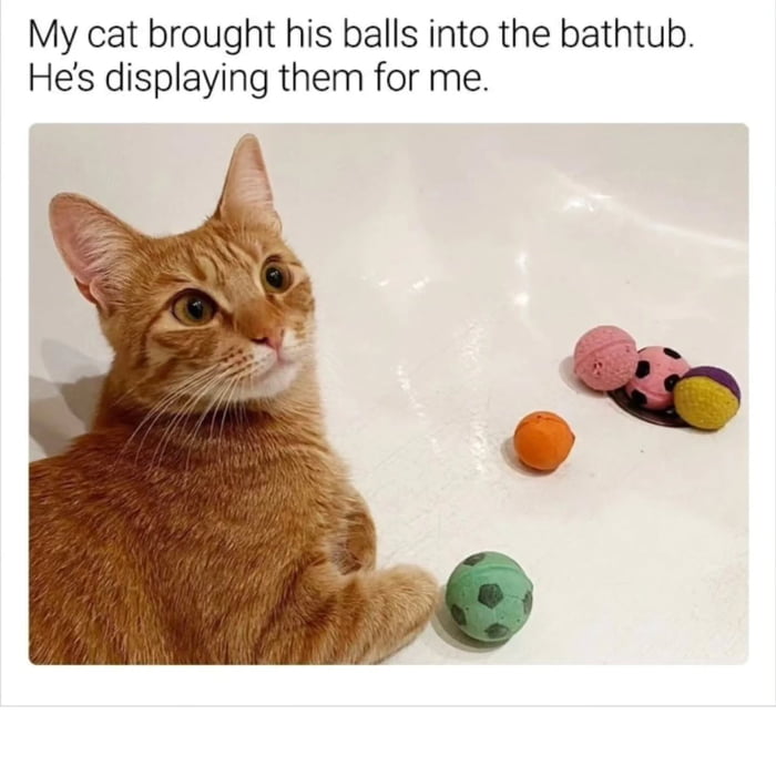 My cat brought his balls into the bathtub. He's displaying them for me.