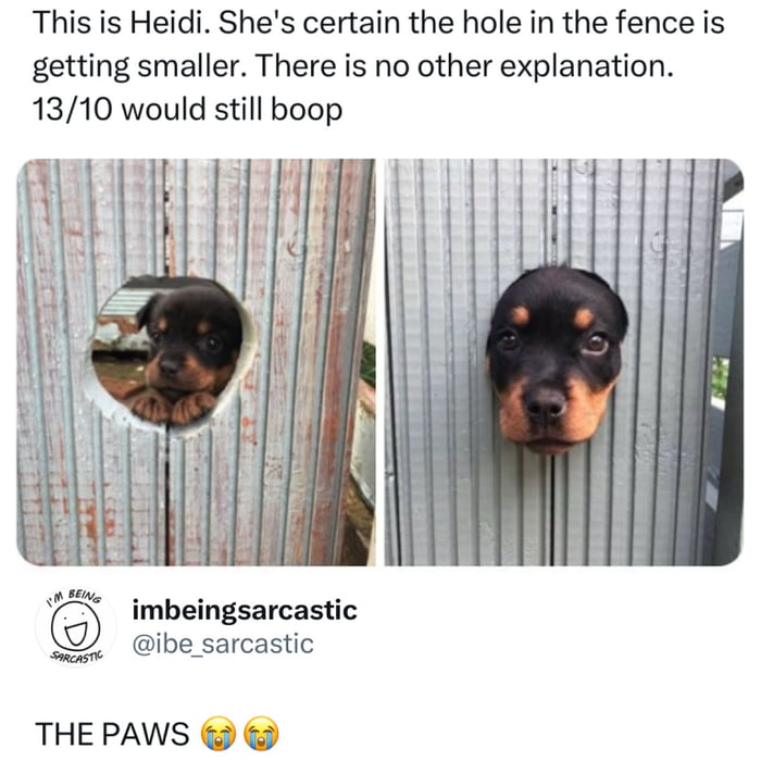 This is Heidi. She's certain the hole in the fence is getting smaller. There is no other explanation. 13/10 would still boop. I'M BEING SARCASTIC imbeingsarcastic @ibe_sarcastic THE PAWS 😂😭