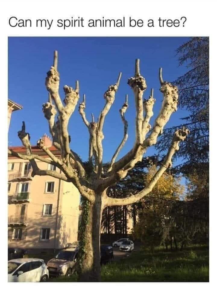 Can my spirit animal be a tree?