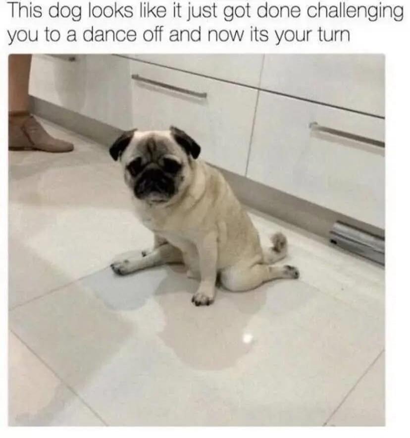 This dog looks like it just got done challenging you to a dance off and now its your turn