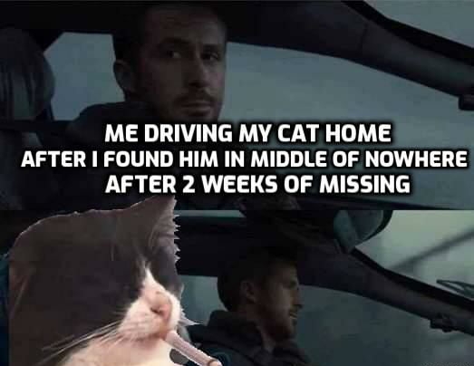 ME DRIVING MY CAT HOME AFTER FOUND HIM IN MIDDLE OF NOWHERE AFTER 2 WEEKS OF MISSING