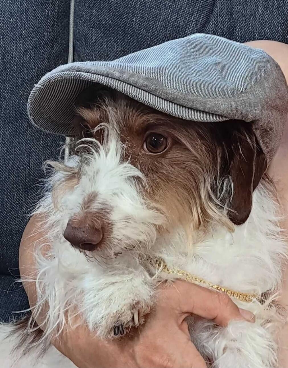 Dog with a cap on its head being held.