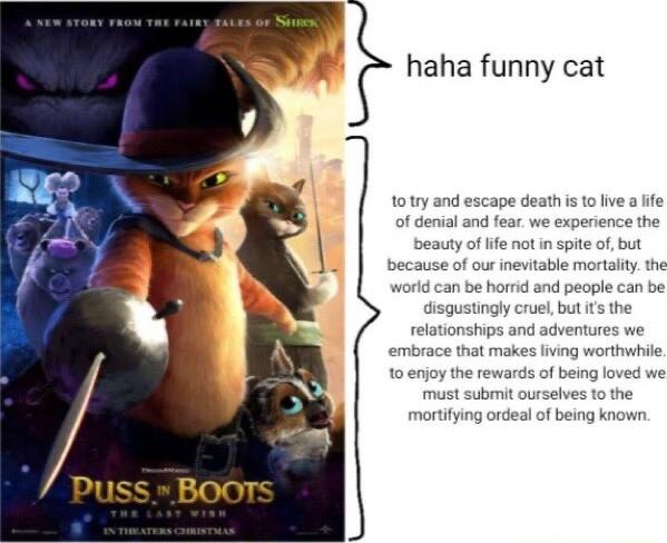 haha funny cat