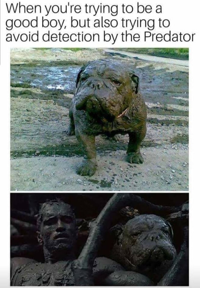 When youre trying to be a good boy but also trying to avoid detection by the Predator e