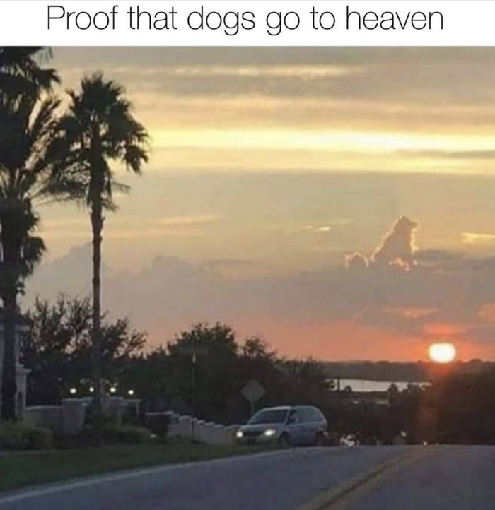 Proof that dogs go to heaven