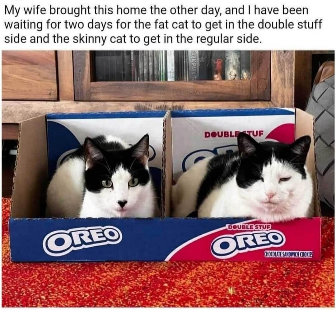 My wife brought this home the other day, and I have been waiting for two days for the fat cat to get in the double stuff side and the skinny cat to get in the regular side. OREO DOUBLE STUF CHOCOLATE SANDWICH COOKIES