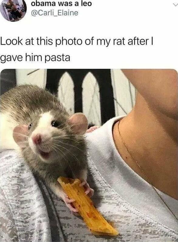 obama was a leo Carli_Elaine Look at this photo of my rat after gave him pasta