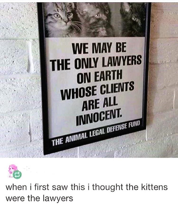 when i first saw this i thought the kittens were the lawyers