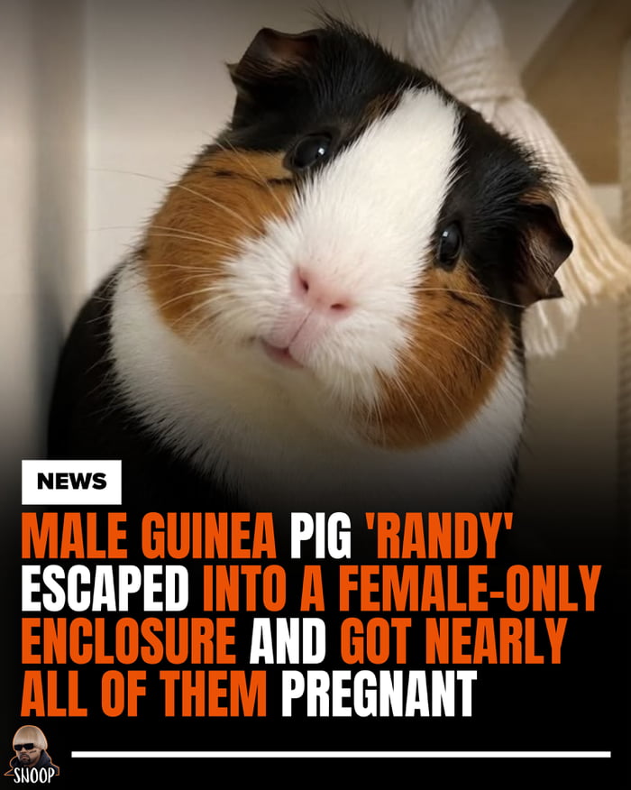 NEWS MALE GUINEA PIG 'RANDY' ESCAPED INTO A FEMALE-ONLY ENCLOSURE AND GOT NEARLY ALL OF THEM PREGNANT