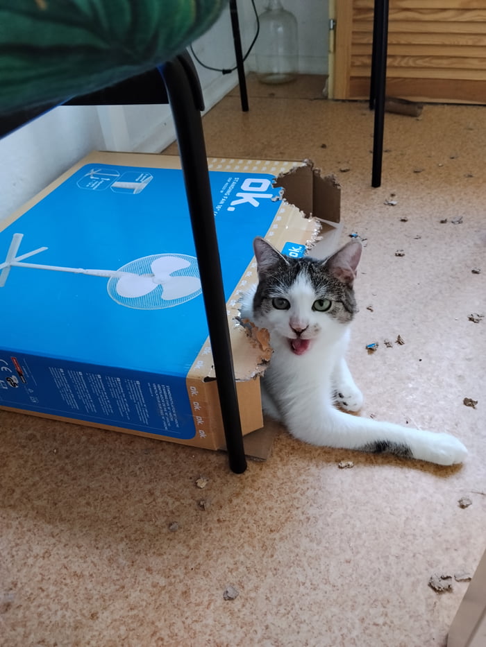 ok. STANDING FAN 16''. A mischievous cat peeking out of a torn cardboard box, looking playful with its mouth open.