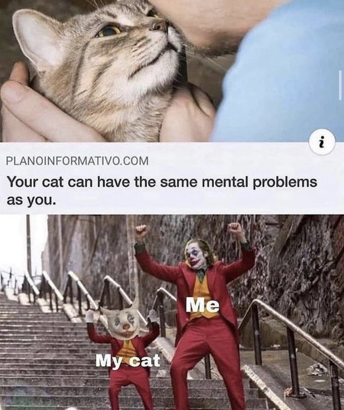 PLANOINFORMATIVOCOM Your cat can have the same mental problems as you