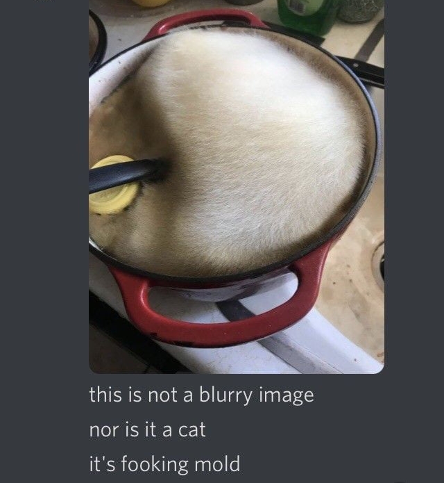 this is not a blurry image nor is it a cat its fooking mold