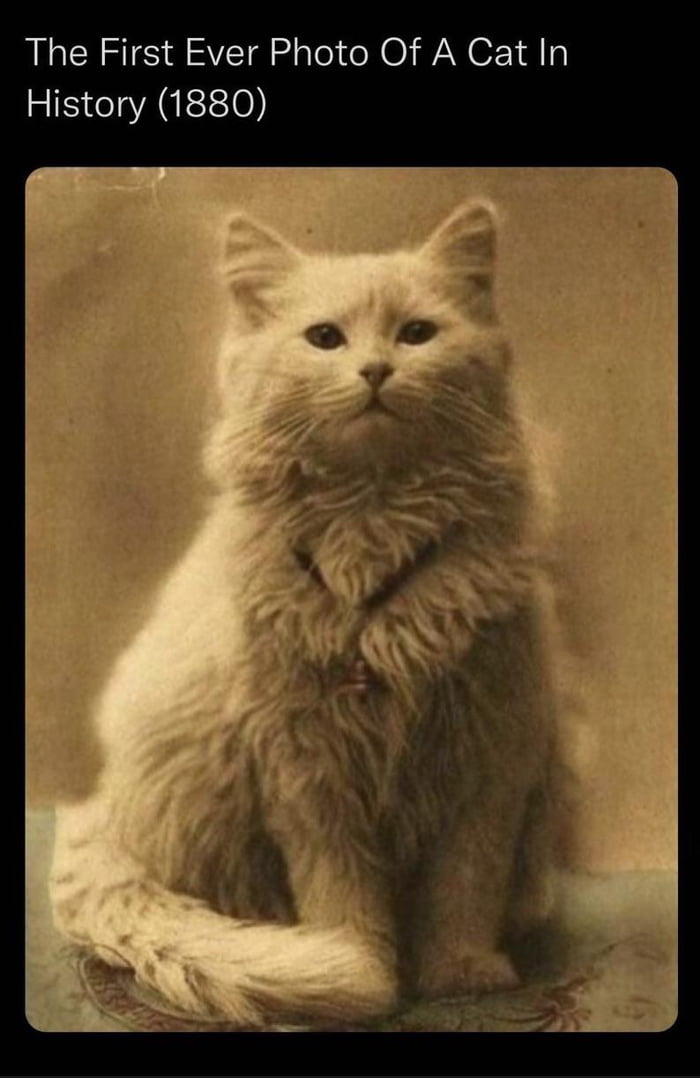 The First Ever Photo Of A Cat In History 1880