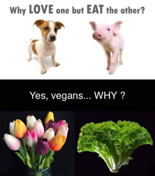 Why LOVE one but EAT the other Pl Yes vegans WHY oM Oy T