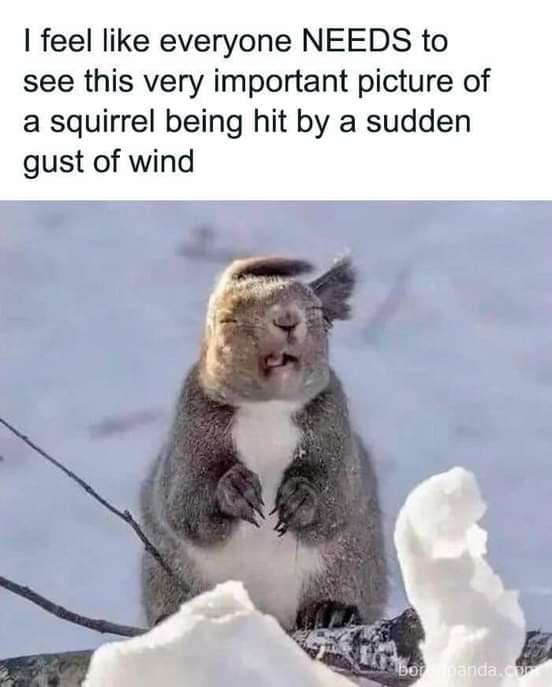 feel like everyone NEEDS to see this very important picture of a squirrel being hit by a sudden gust of wind