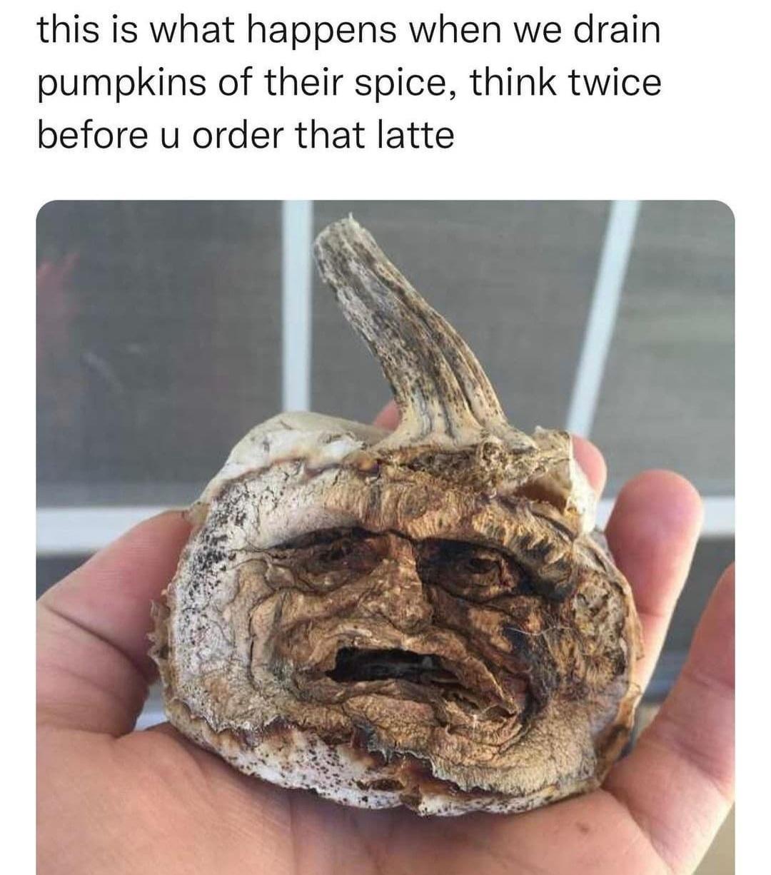 this is what happens when we drain pumpkins of their spice think twice before u order that latte