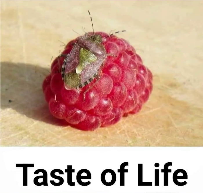 Taste of Life