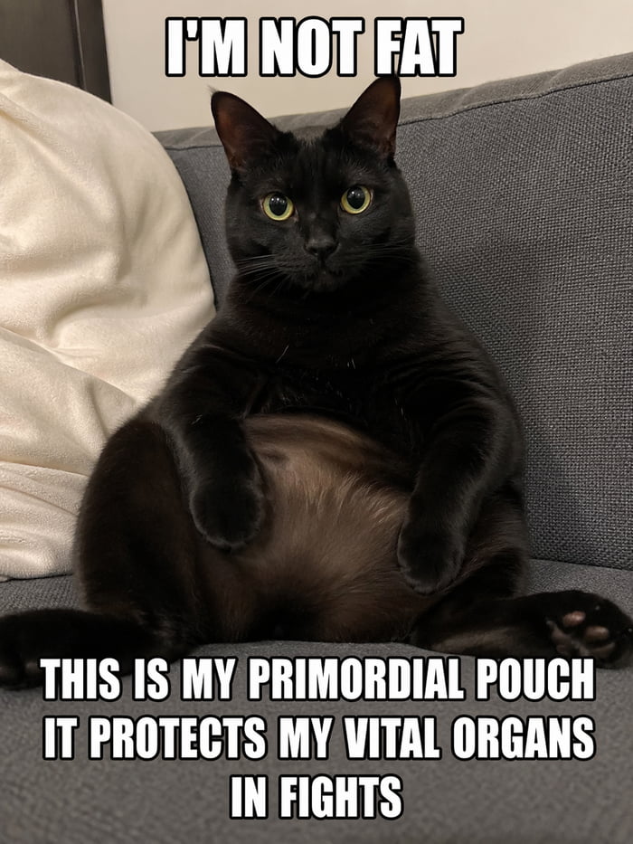 I'M NOT FAT THIS IS MY PRIMORDIAL POUCH IT PROTECTS MY VITAL ORGANS IN FIGHTS