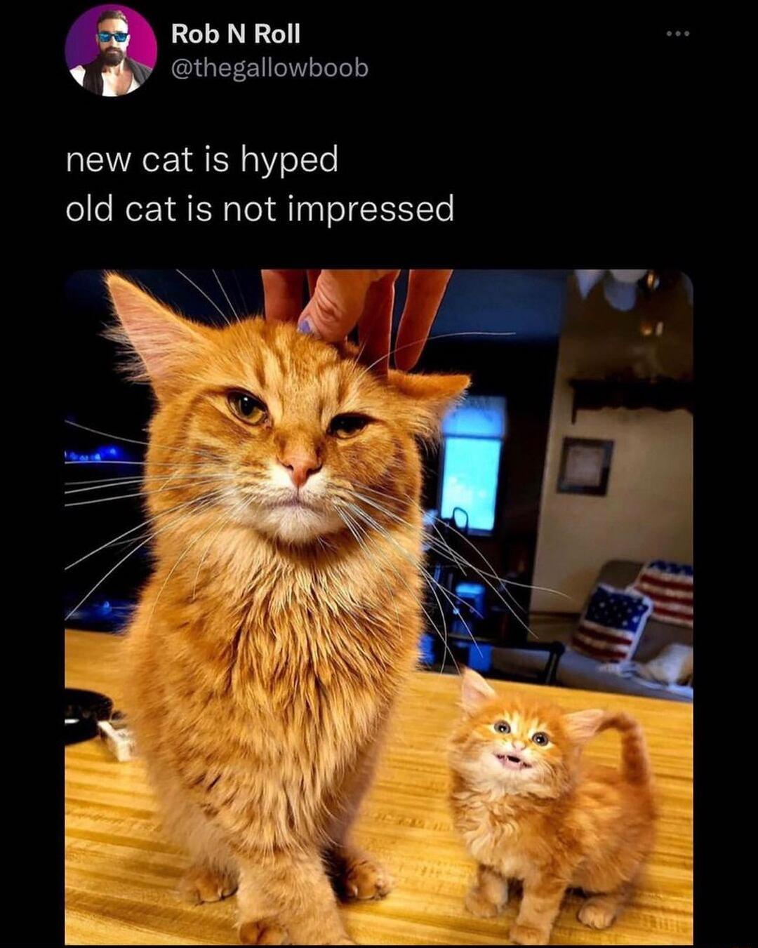 Rob N Roll thegallowboob new cat is hyped old cat is not impressed