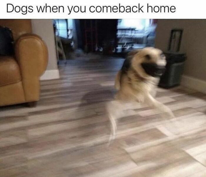 Dogs when you comeback home