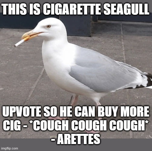 THIS IS CIGARETTE SEAGULL UPVOTE SO HE CAN BUY MORE CIG - *COUGH COUGH COUGH* - ARETTES