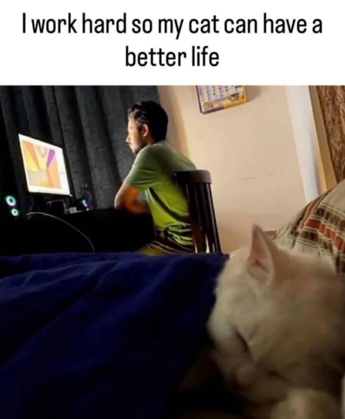 I work hard so my cat can have a better life