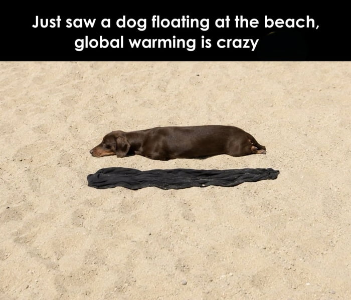 Just saw a dog floating at the beach, global warming is crazy
