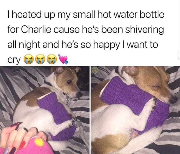 I heated up my small hot water bottle for Charlie cause he's been shivering all night and he's so happy I want to cry 😭😭😭💖