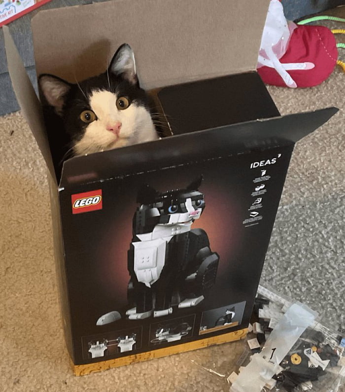 A real black and white cat peeking out of a LEGO box. The box features a LEGO model of a black and white cat, similar to the real one. Loose LEGO bricks are visible next to the box. Text on the box includes 'LEGO' and 'IDEAS'.