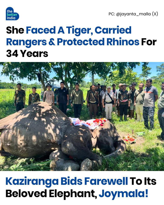 The Better India. PC: @jayanta_malla (X). She Faced A Tiger, Carried Rangers & Protected Rhinos For 34 Years. Kaziranga Bids Farewell To Its Beloved Elephant, Joymala!
