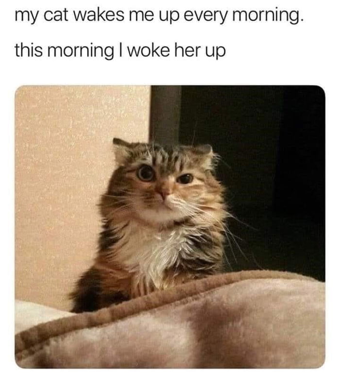 my cat wakes me up every morning this morning woke her up