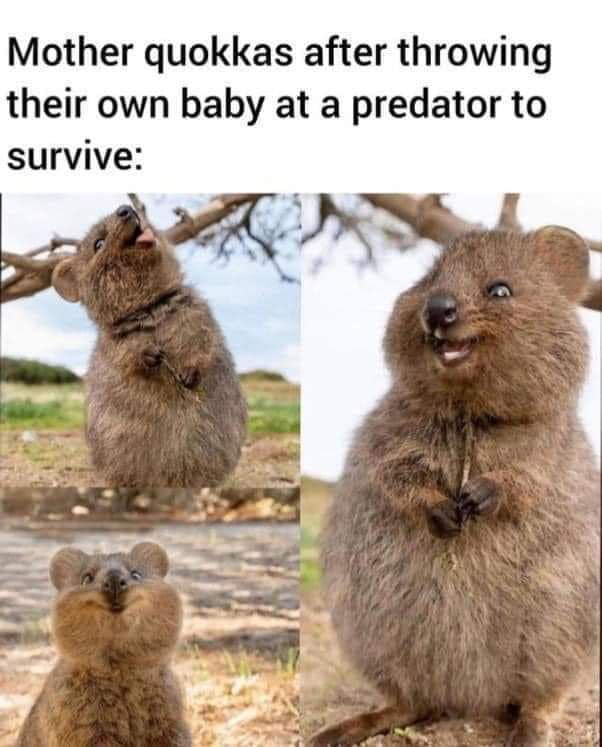 Mother quokkas after throwing their own baby at a predator to survive