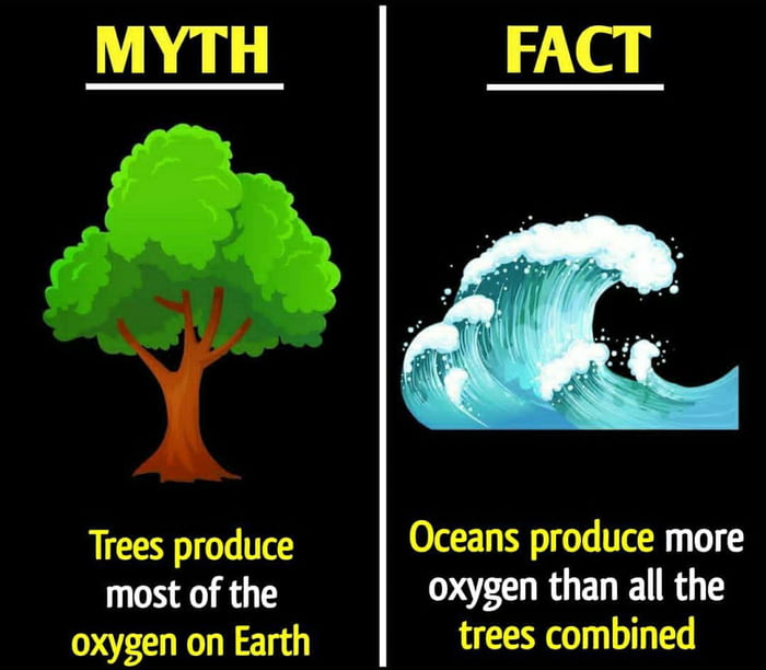 FACT Trees produce Oceans produce more most of the OACOROEL R oxygen on Earth trees combined