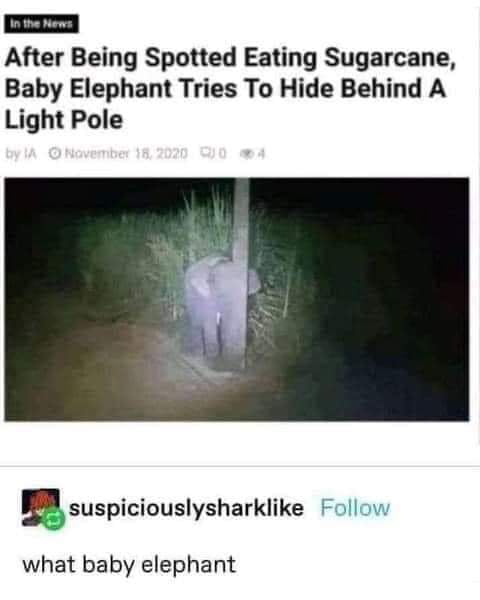 After Being Spotted Eating Sugarcane Baby Elephant Tries To Hide Behind A Light Pole SSuspiciouslysharklike what baby elephant