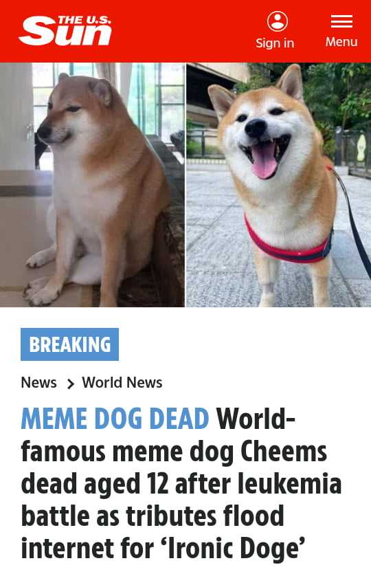 News World News MEME DOG DEAD World famous meme dog Cheems dead aged 12 after leukemia battle as tributes flood internet for Ironic Doge