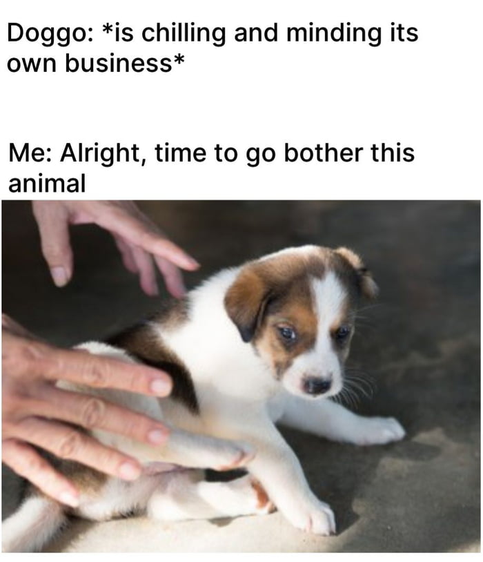 Doggo is chilling and minding its own business Me Alright time to go bother this animal