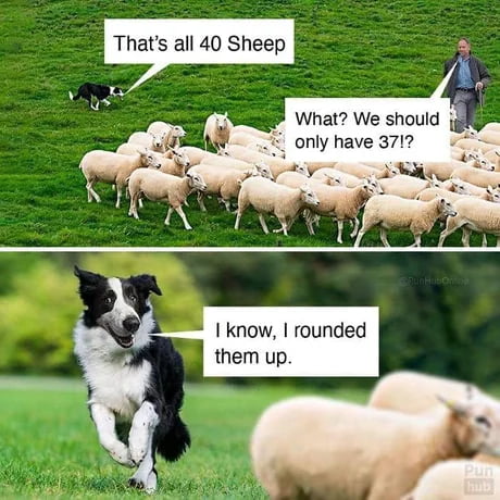 31 Thats all 40 Sheep What We should only have 3717 I know rounded them up