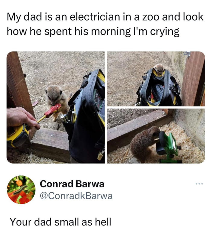 My dad is an electrician in a zoo and look how he spent his morning Im crying Conrad Barwa 4 ConradkBarwa Your dad small as hell