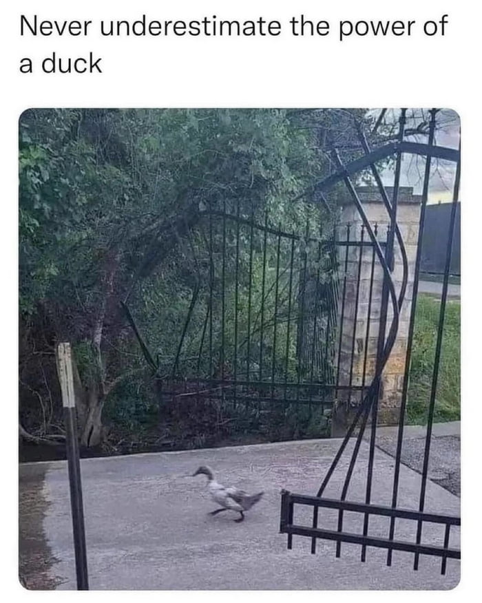 Never underestimate the power of a duck