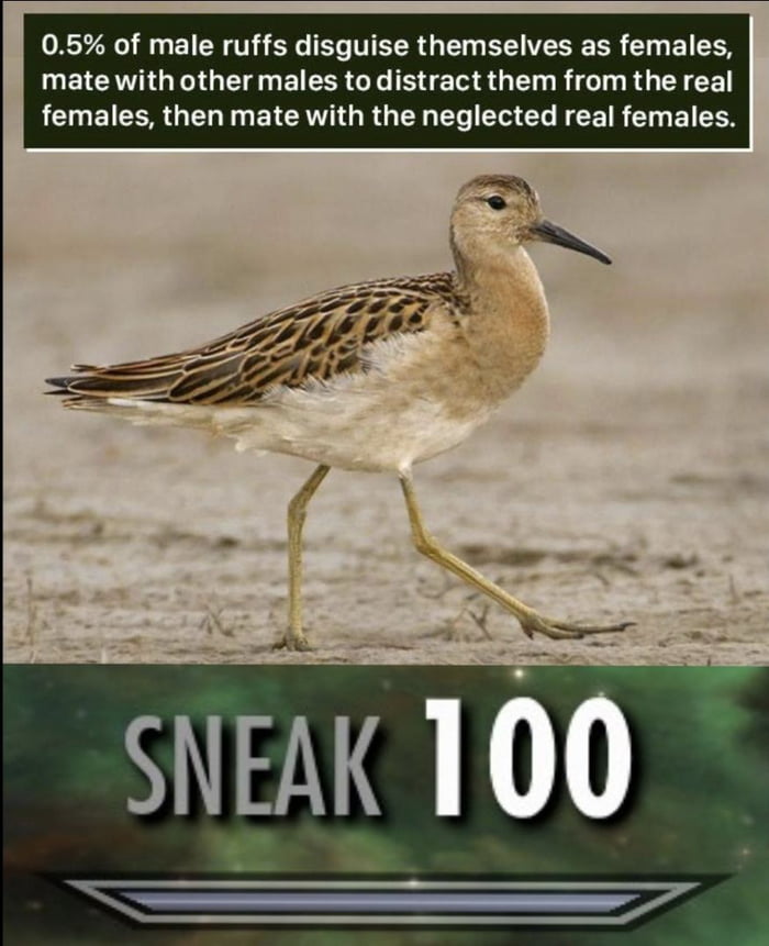 05 of male ruffs disguise themselves as females mate with other males to distract them from the real females then mate with the neglected real females SEAK 10 e