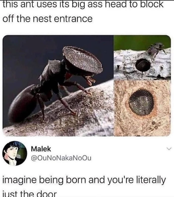IS ant uses Its big ass head 1o bloc off the nest entrance k Malek o OuNoNakaNoOu imagine being born and youre literally itiet the door