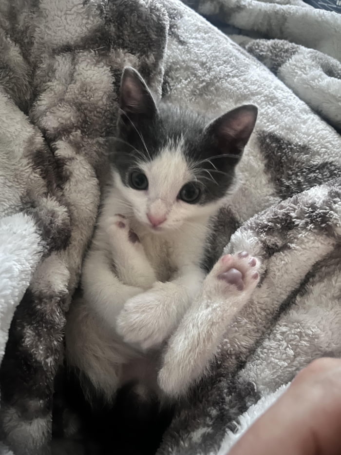 A small, cute kitten with white and grey fur is snuggled comfortably in a soft, grey blanket. The kitten is looking directly at the camera with wide, innocent eyes, and its paws are tucked in a charming pose.