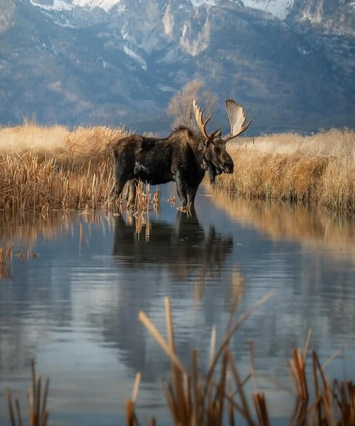 A moose standing in a shallow body of water in a marsh with mountains in the background.