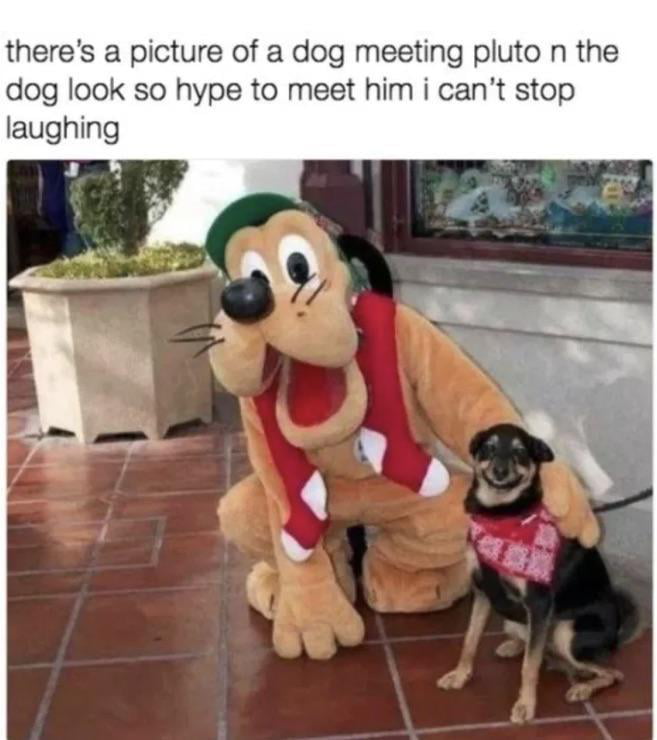 theres a picture of a dog meeting pluto n the dog look so hype to meet him i cant stop laughing